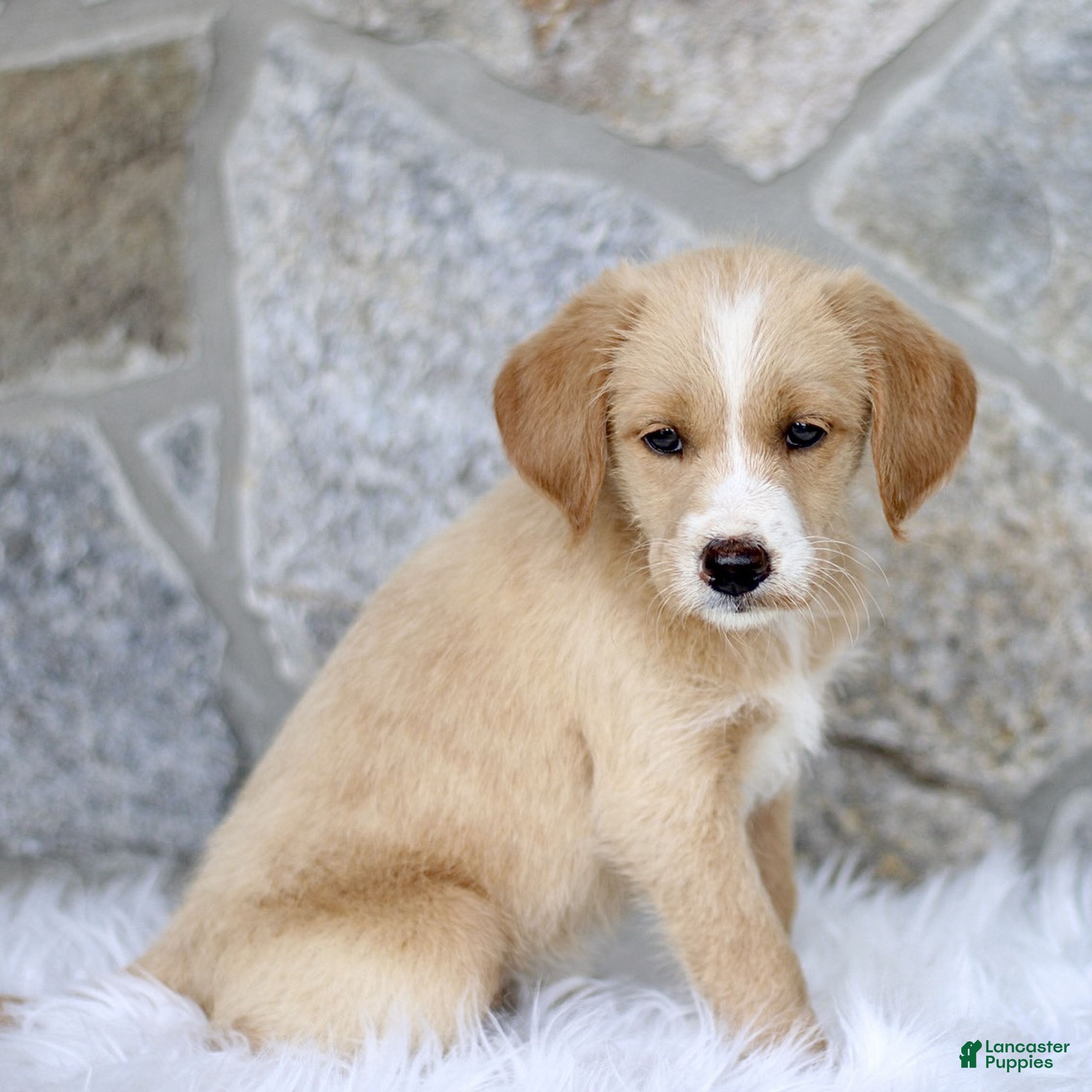Labradoodle dogs Cassidy  - Ad 2