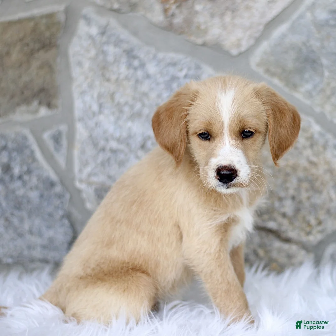 Labradoodle dogs for sale: Cassidy  - Ad 2