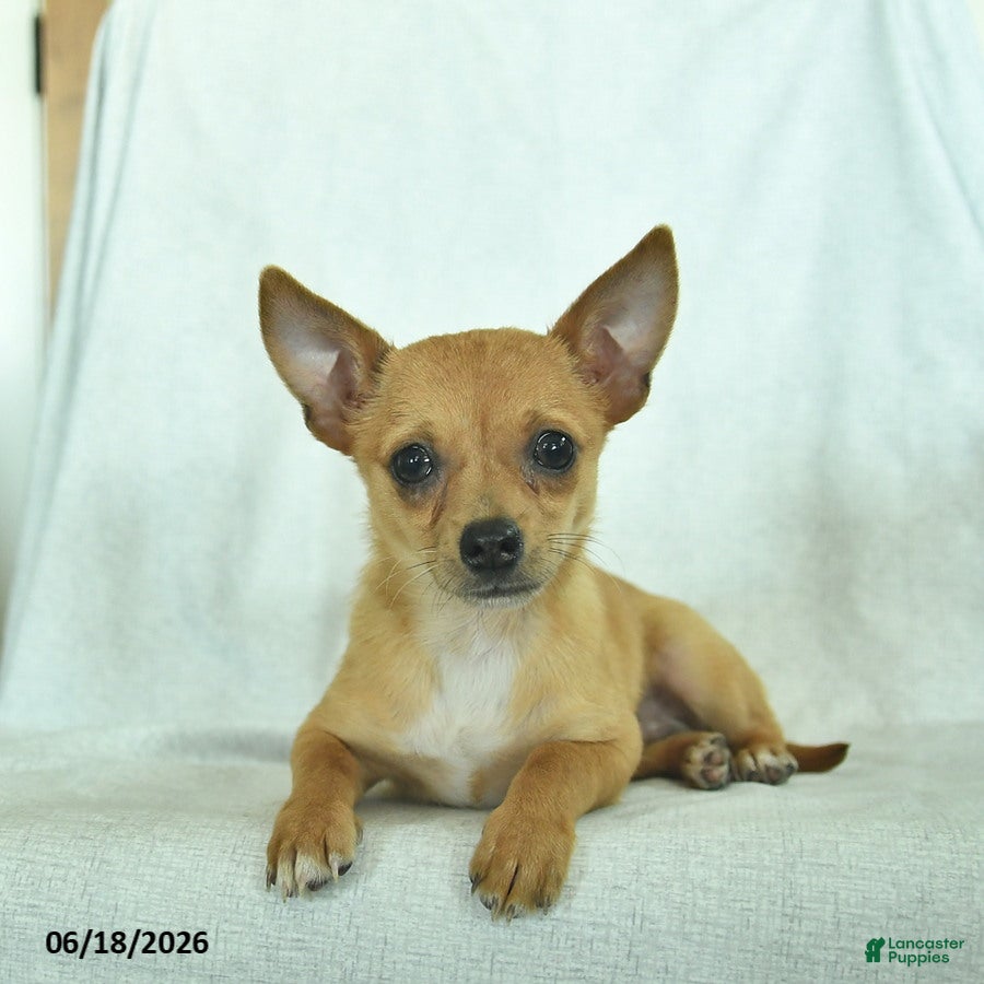 Chihuahua dogs Rusty - Ad 1
