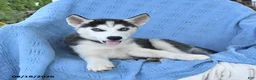 Siberian Husky dogs for sale: Bella   - Ad 5