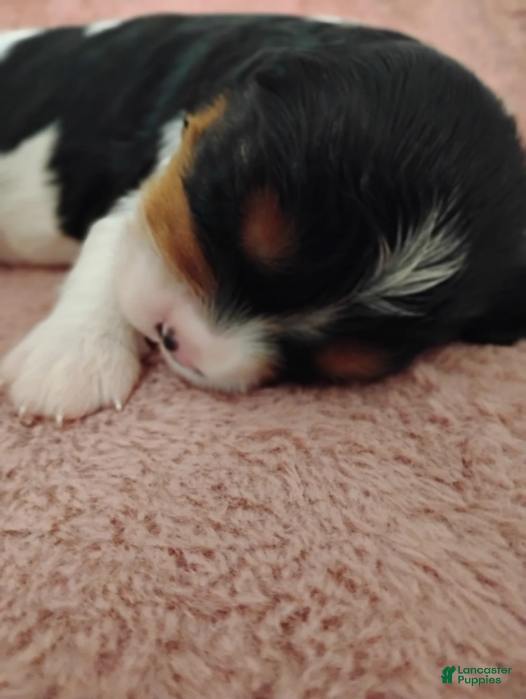Cavalier King Charles Spaniel dogs for sale: Bobo - Ad 2