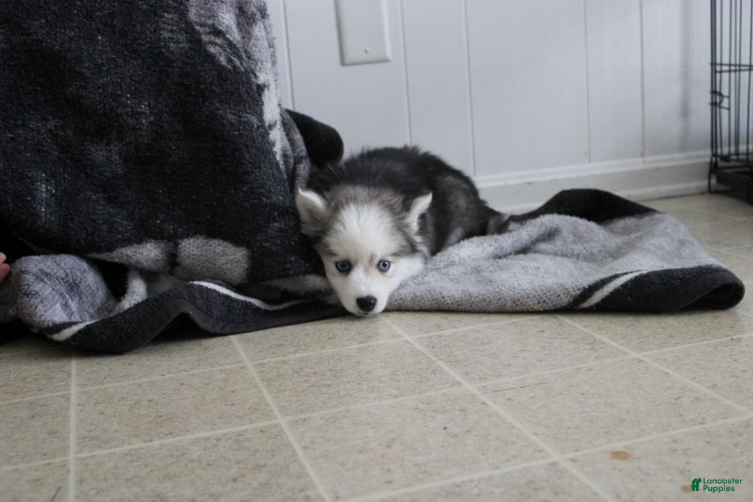Pomsky dogs for sale: Petunia - Ad 4