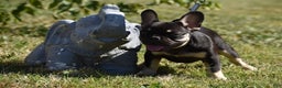 French Bulldog dogs for sale: Blue - Ad 3