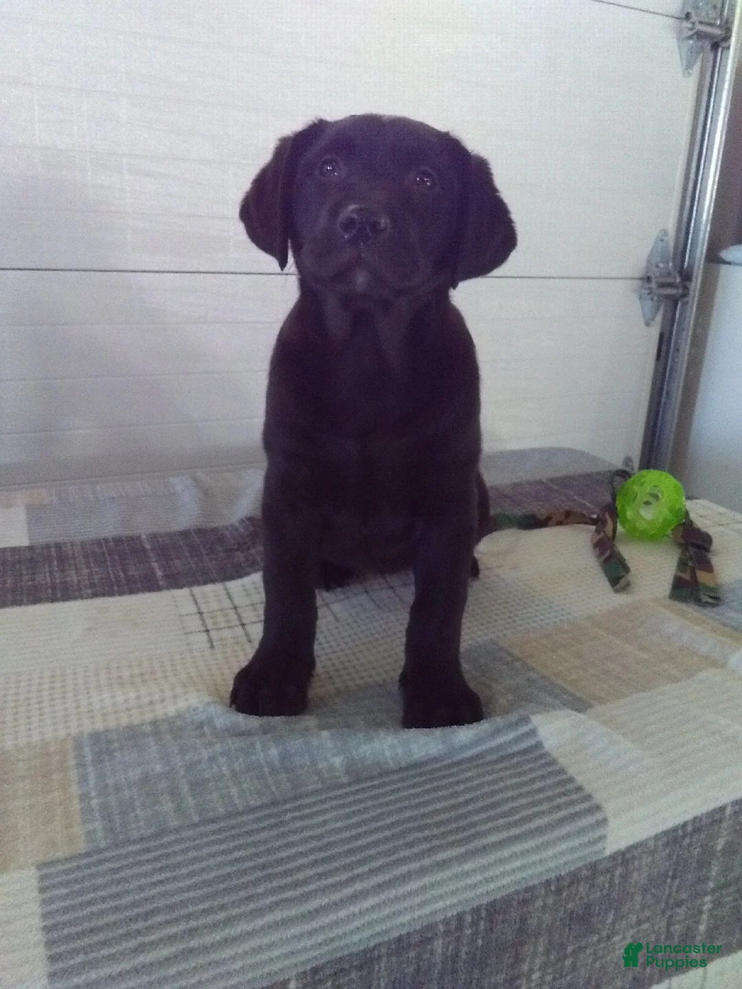 Labrador Retriever dogs for sale: Twinkle - Ad 2