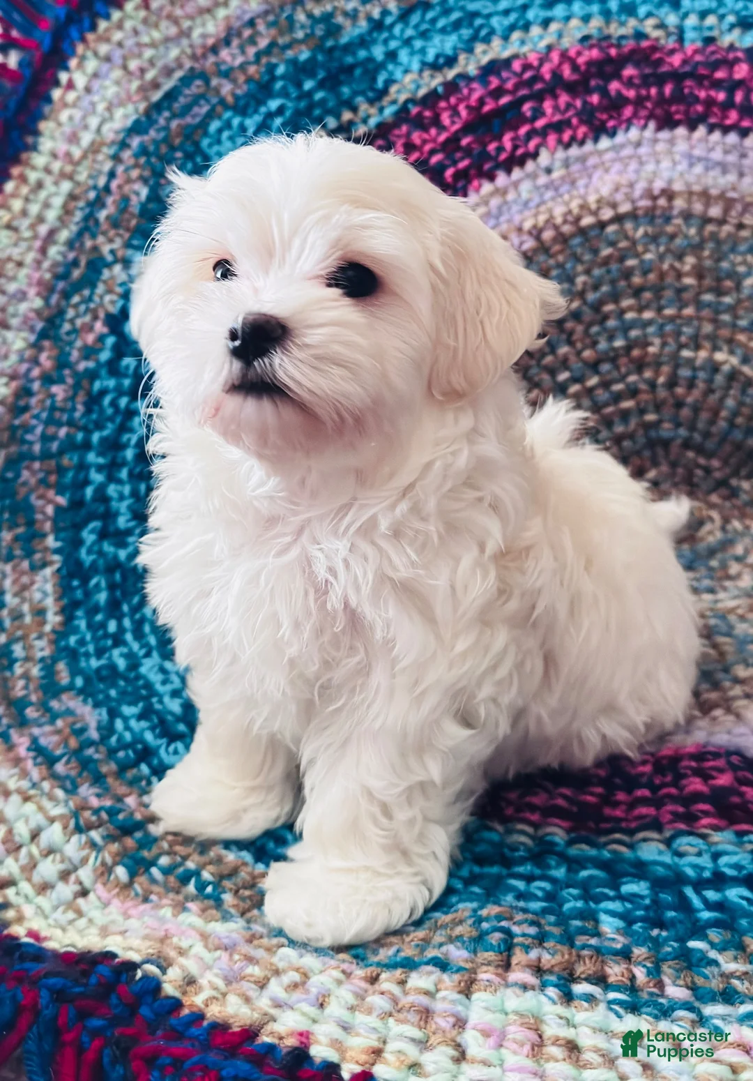 Maltipoo dogs for sale: Maltipoo- Marshall  - Ad 9