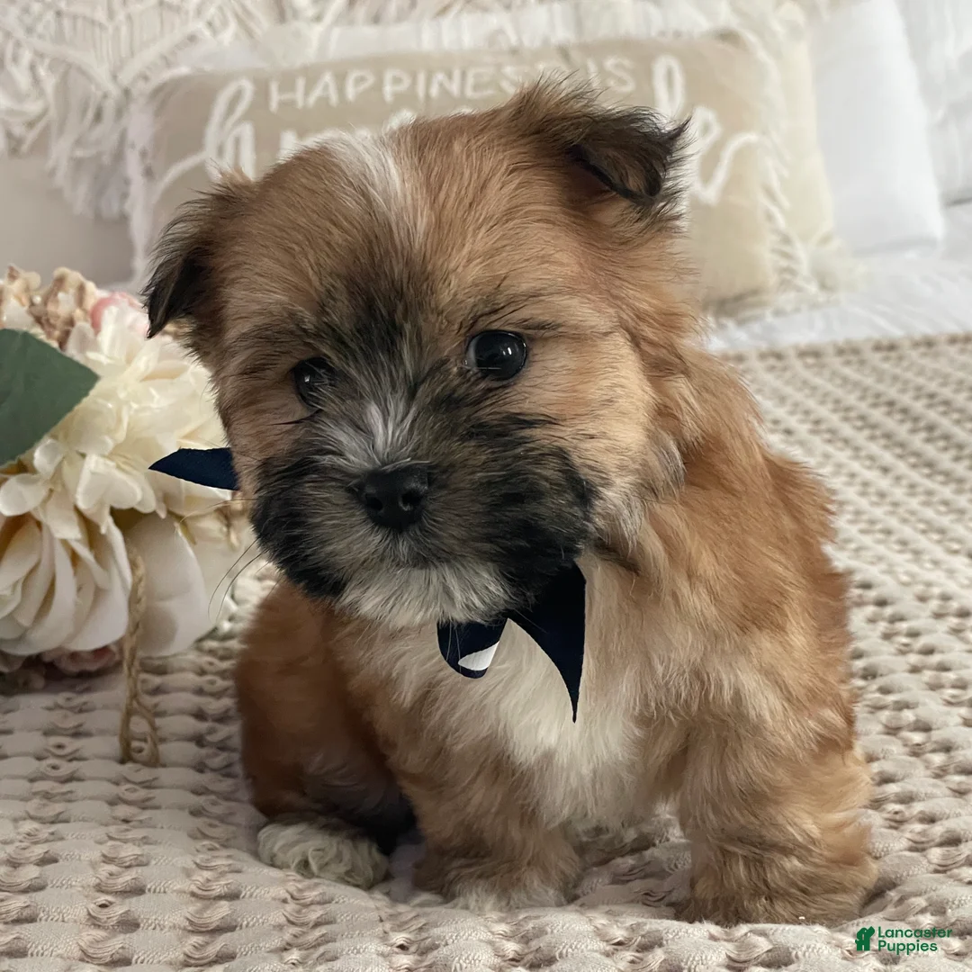 Morkie dogs for sale: Nemo - Ad 1