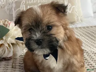 Morkie dogs Nemo - Ad 1