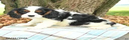 Cavalier King Charles Spaniel dogs for sale: Kurt - Ad 3