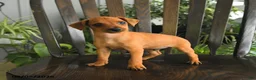 Miniature Pinscher dogs for sale: Peeta - Ad 1