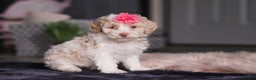 Miniature Poodle dogs for sale: Chloe - Ad 2