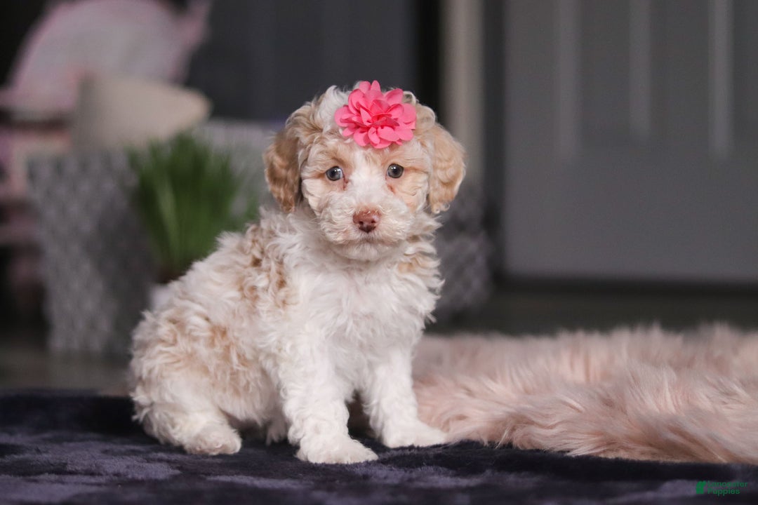 Miniature Poodle dogs for sale: Chloe - Ad 2