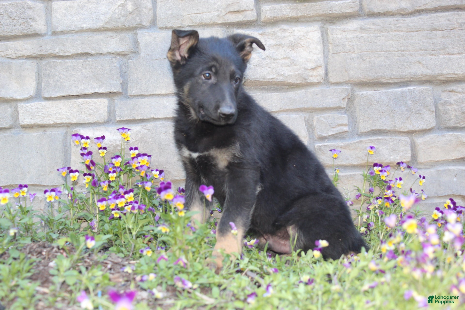 German Shepherd dogs Dylan  - Ad 2