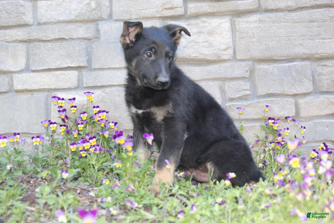 German Shepherd dogs for sale: Dylan  - Ad 2