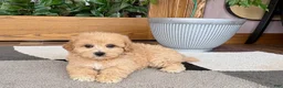 Maltipoo dogs for sale: Jordan - Ad 3