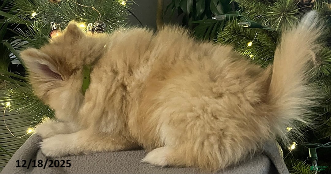 Pomsky dogs for sale: Holly - Ad 3