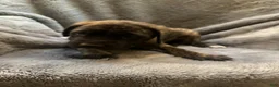 English Mastiff dogs for sale: English Mastiff Puppy 5 - Ad 8