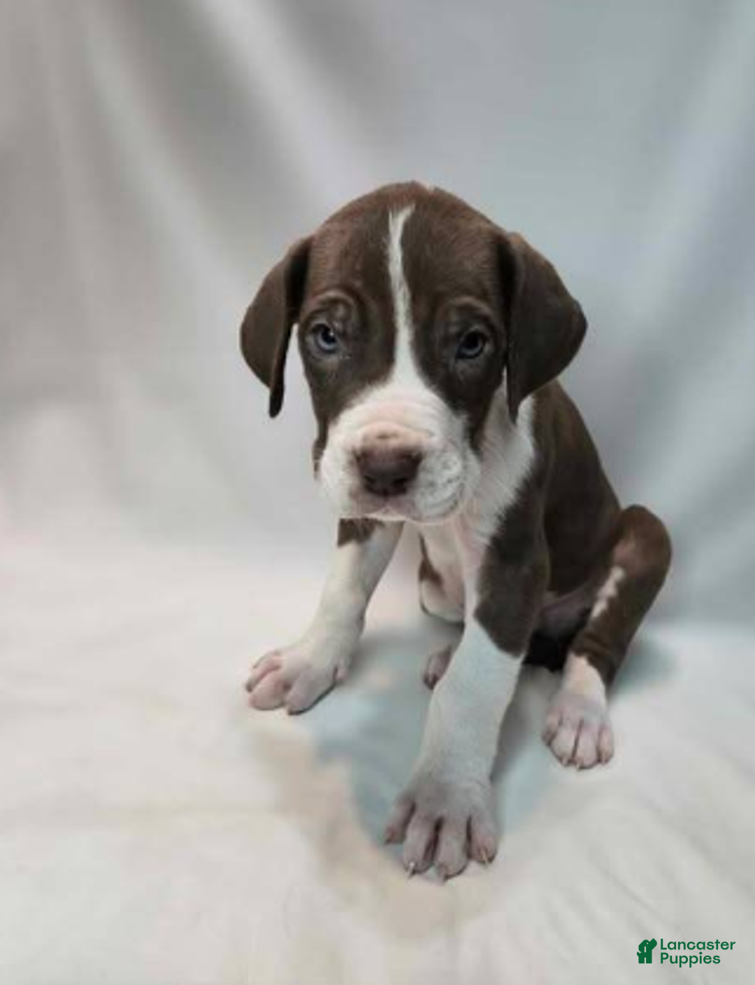 Great Dane dogs for sale: Cannoli - Ad 6