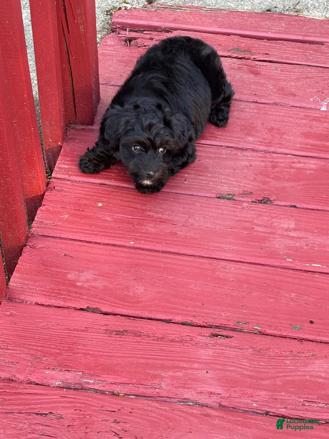 Yorkiepoo dogs for sale: Yorkiepoo  - Ad 4