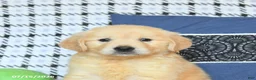 Golden Retriever dogs for sale: Teddy - Ad 4