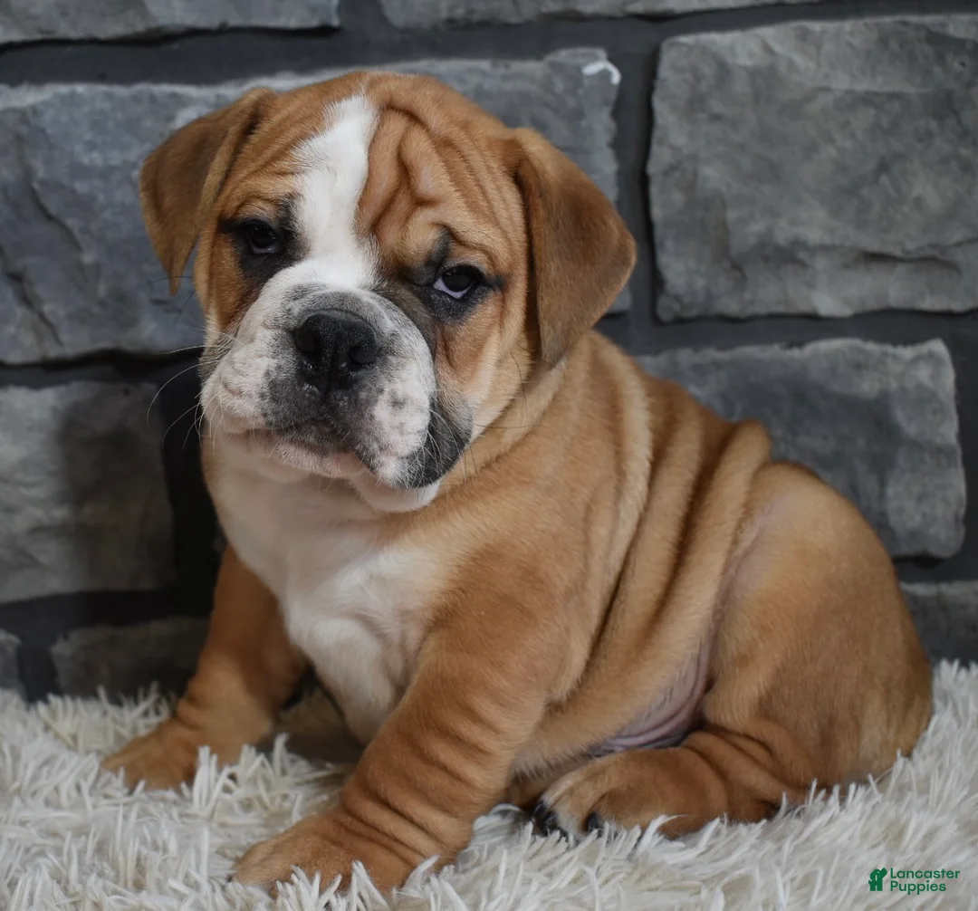 Beabull dogs for sale: Tank  - Ad 4