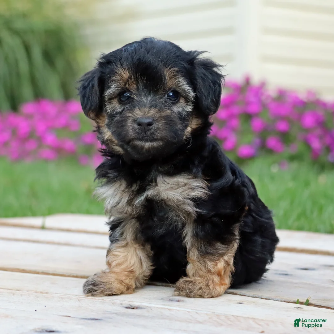 Yorkiepoo dogs for sale: Krissy - Ad 1