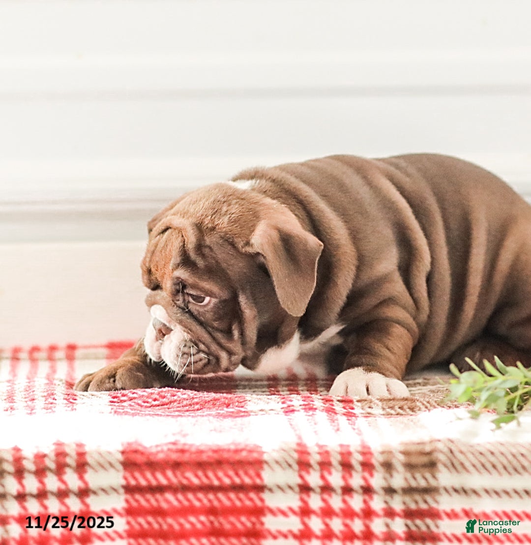 English Bulldog dogs for sale: Rhoda - Ad 10