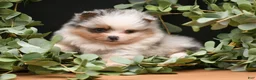 Pomeranian dogs for sale: Rory - Ad 3