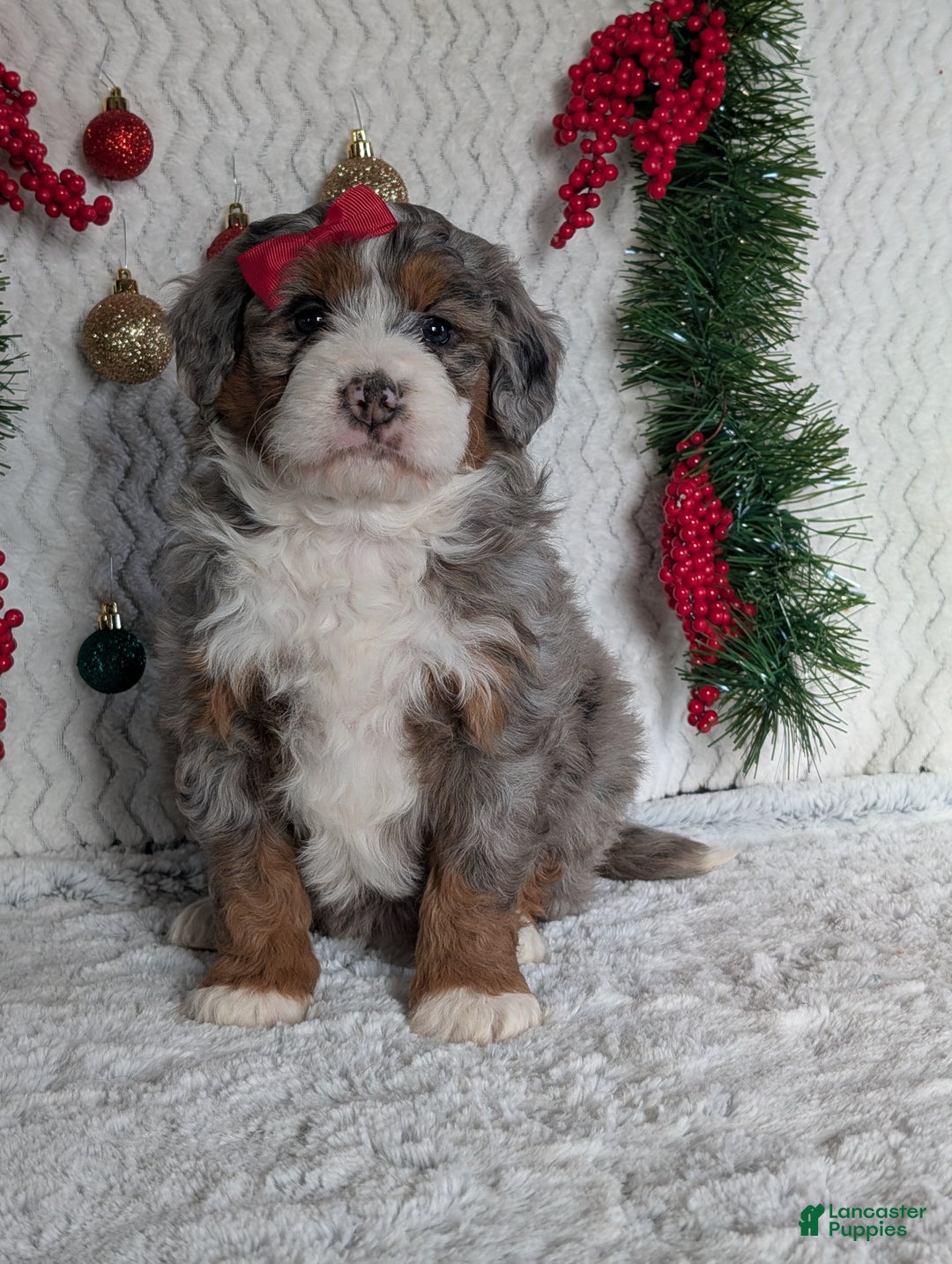 Mini Bernedoodle dogs for sale: Mini Opal  - Ad 3