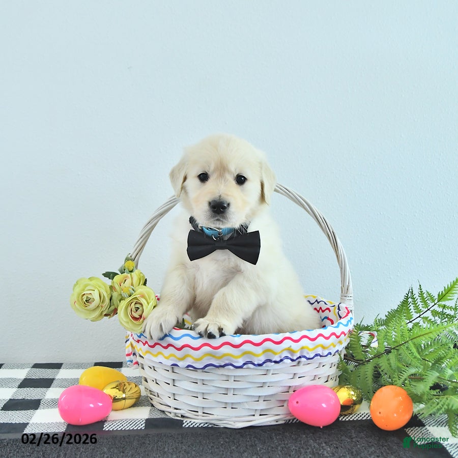 Golden Retriever dogs Toby - Ad 2