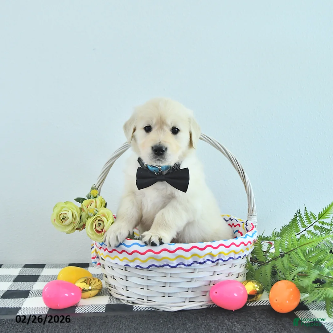 Golden Retriever dogs for sale: Toby - Ad 2