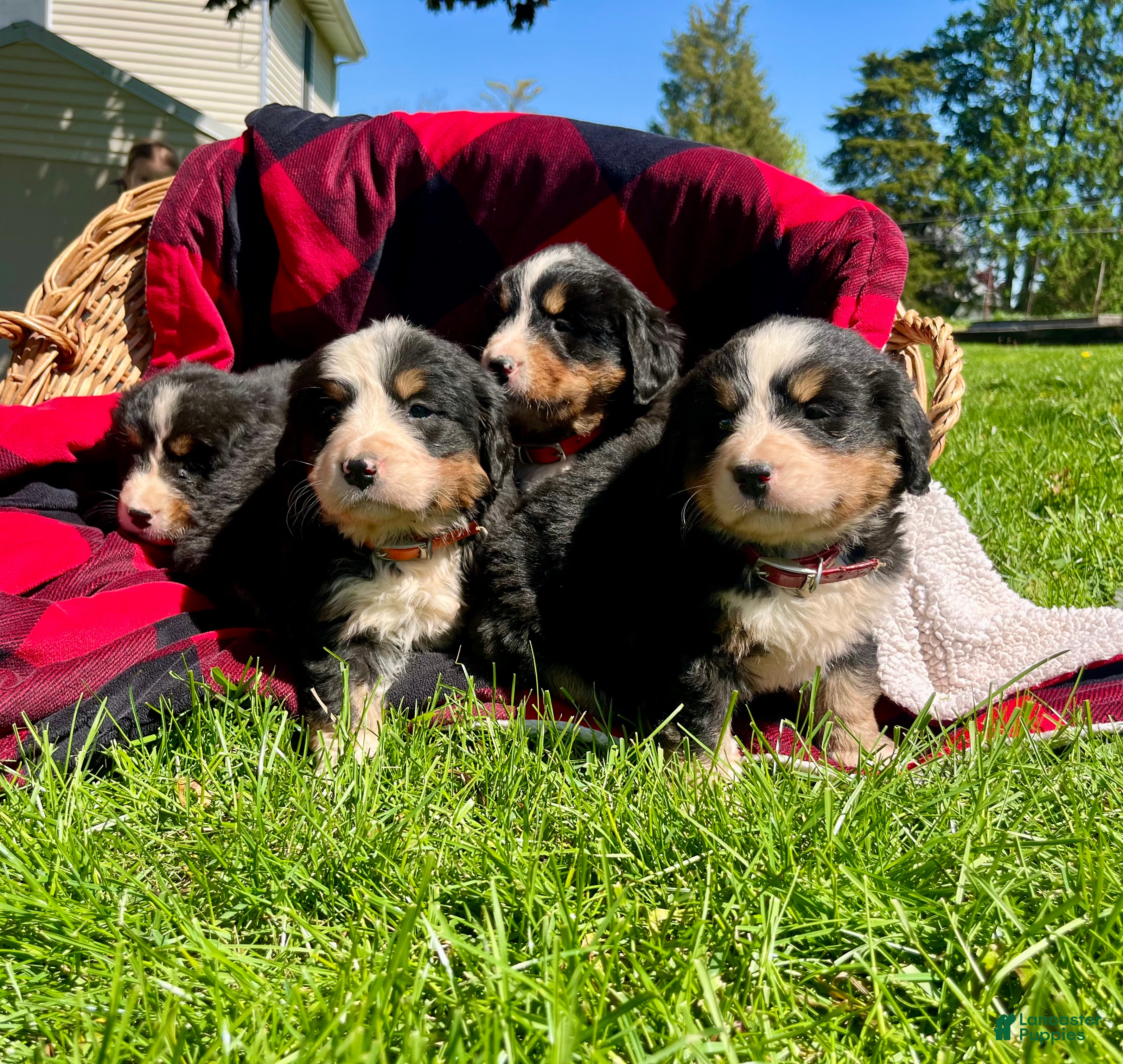 Bernese Mountain Dog dogs Lucy❤️🐾AKC Hip Cert ❤️Text 717-366-6652 - Ad 40