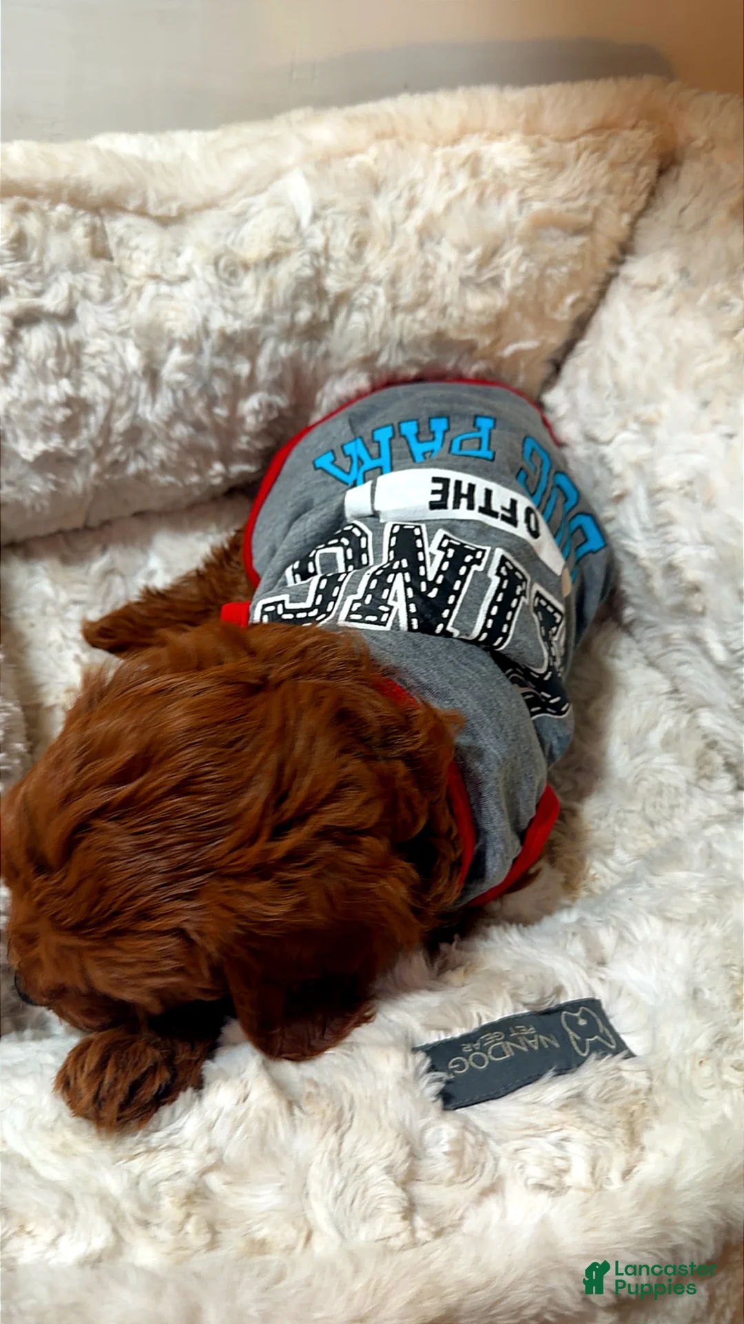 Cavapoo dogs for sale: Biscuit - Ad 3