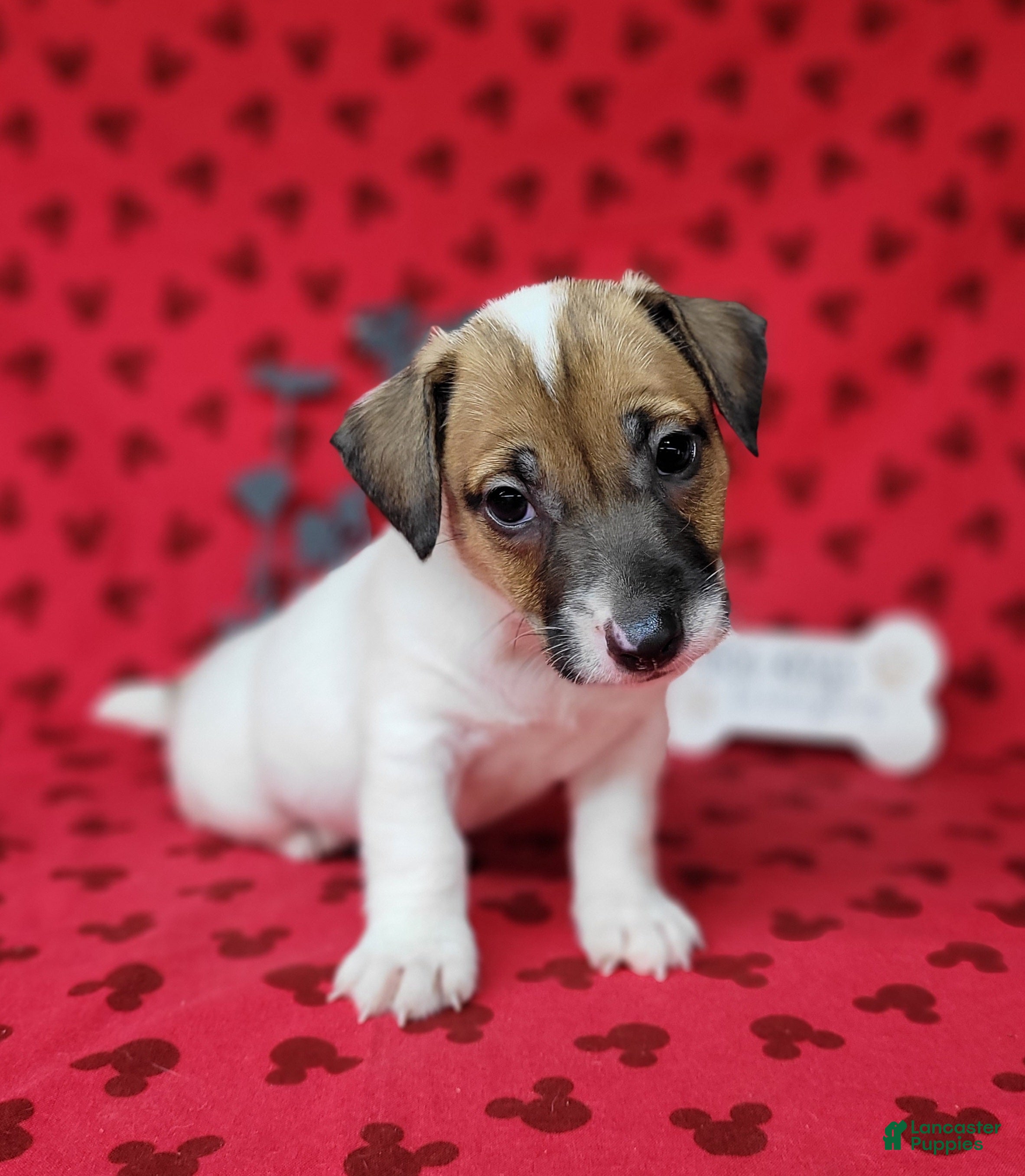 Jack Russell Terrier dogs CKC "Pogo" Delivery Available  - Ad 1