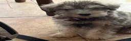 Schnauzer dogs for sale: Luna - Ad 5