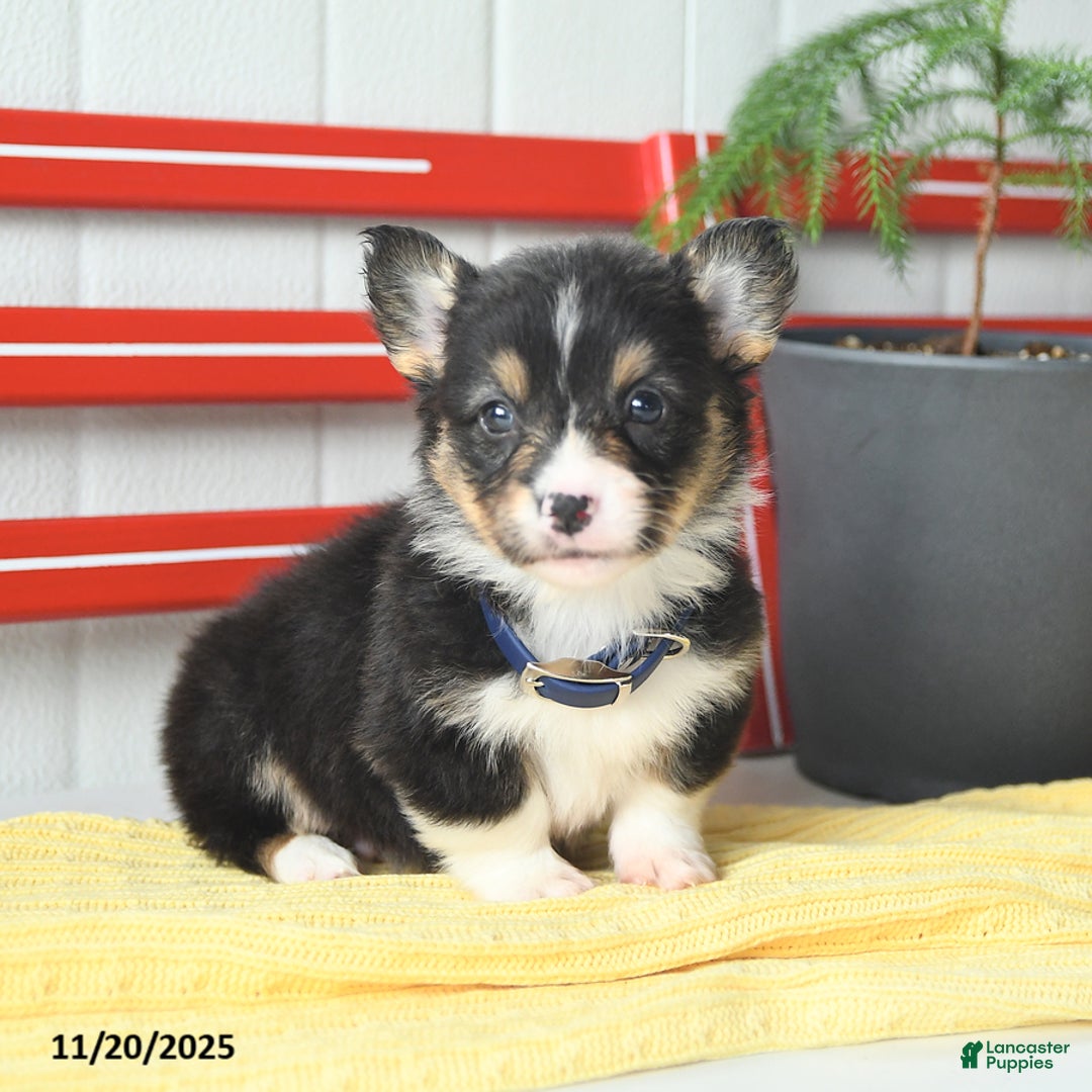 Welsh Corgi Pembroke dogs for sale: Fluffy Chocolate Drop - Ad 5