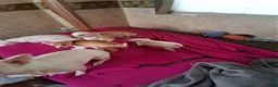 Chihuahua dogs for sale: Chihuahua 1 - Ad 3
