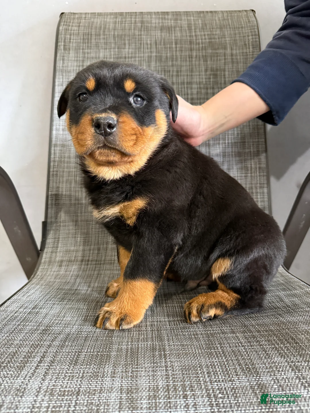 Rottweiler dogs for sale: Lucas - Ad 10