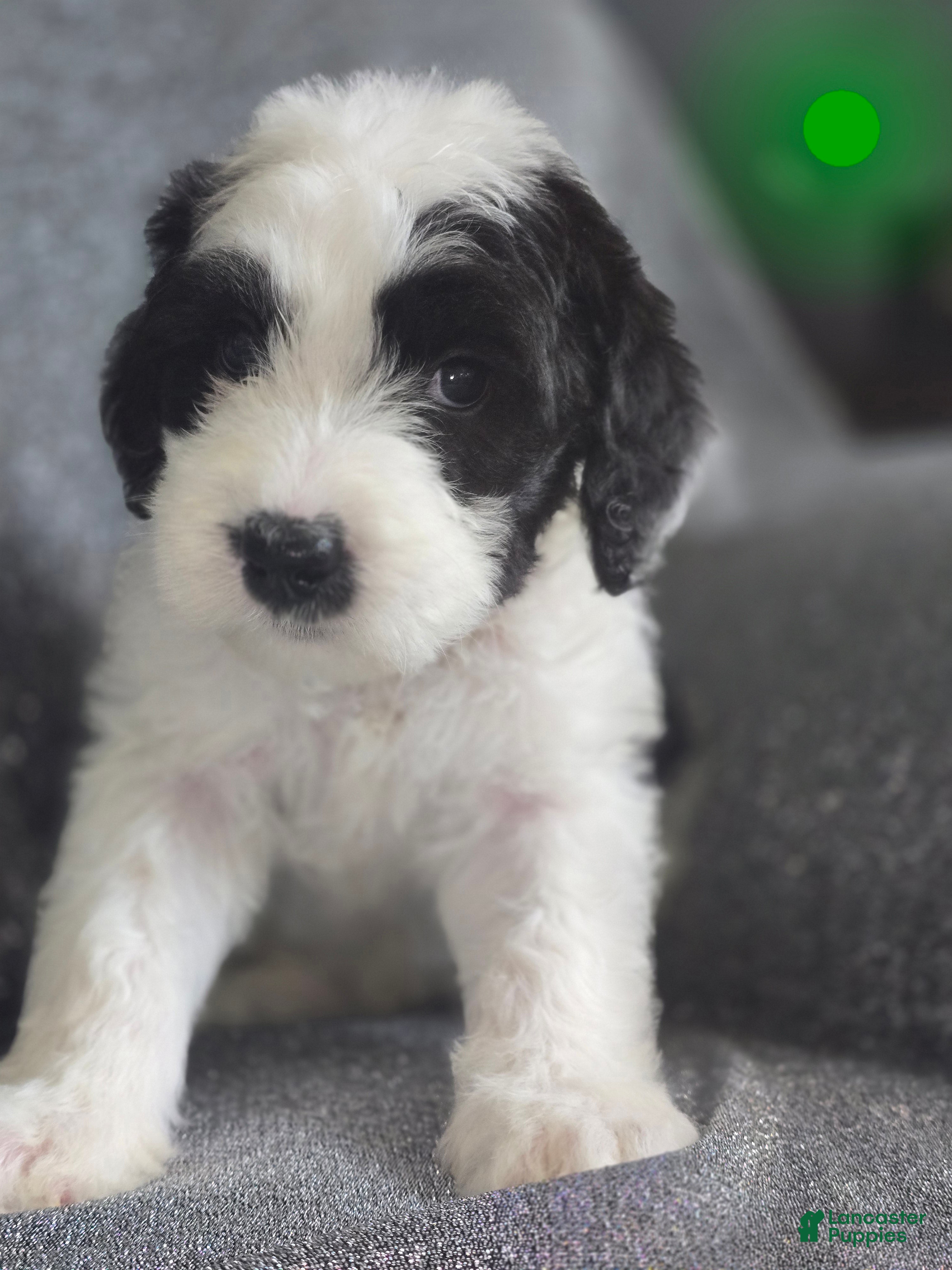 Sheepadoodle dogs Hibiscus- green collar  - Ad 26
