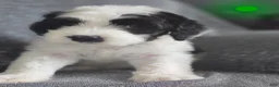Sheepadoodle dogs for sale: Hibiscus- green collar  - Ad 1