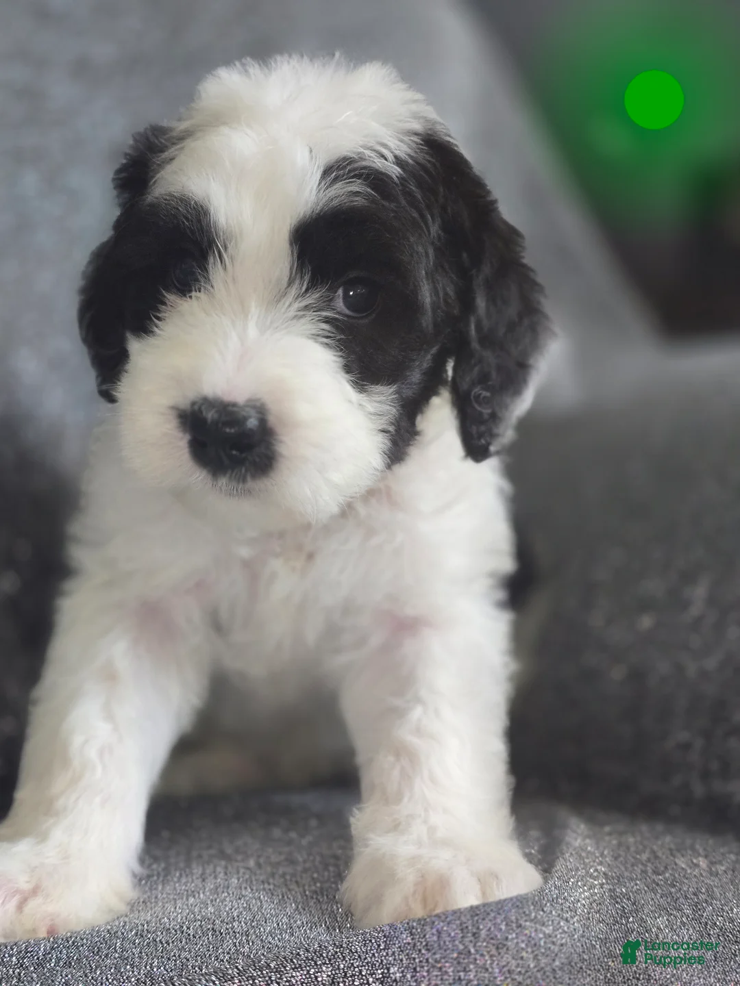 Sheepadoodle dogs for sale: Hibiscus- green collar  - Ad 1