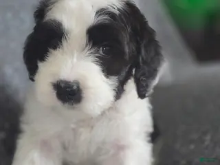 Sheepadoodle dogs Hibiscus- green collar - Ad 29