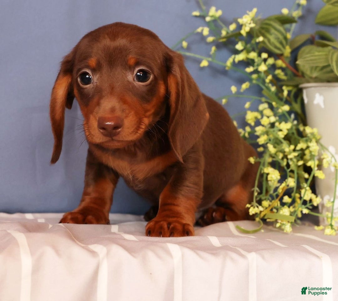 Miniature Dachshund dogs for sale: Cooper - Ad 2