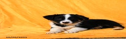 Australian Shepherd dogs for sale: Paws - Ad 2