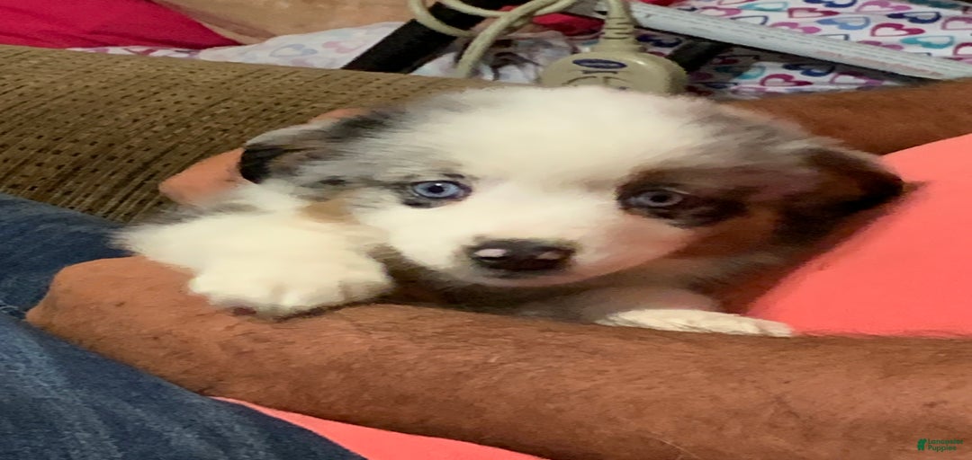 Gallery Image {{count}}