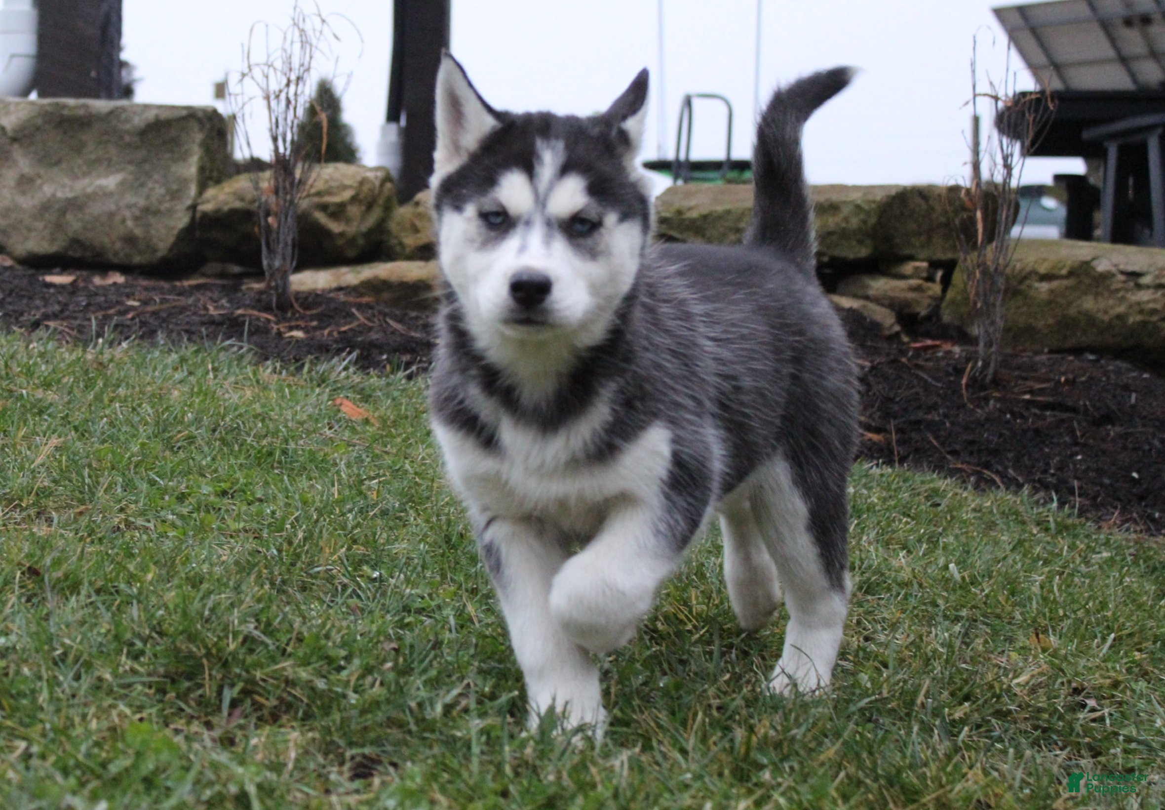 Siberian Husky dogs Suki - Ad 21