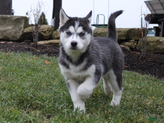 Siberian Husky dogs Suki - Ad 25