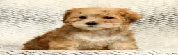 Yochon dogs for sale: Thomas - Ad 9