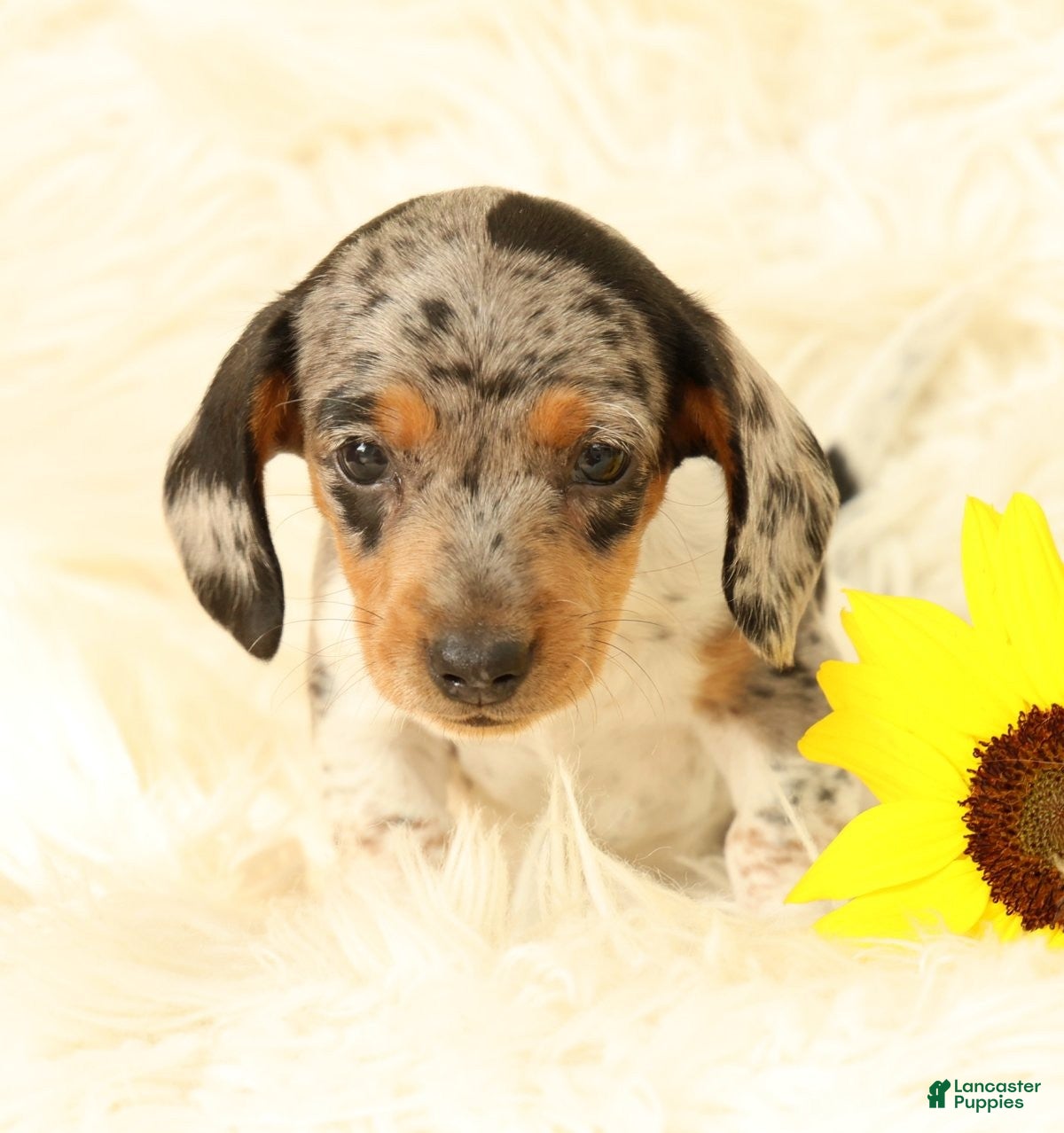 Miniature Dachshund dogs Baxter - Ad 1