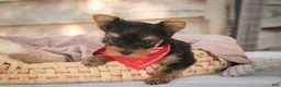 Yorkshire Terrier dogs for sale: Stephan Yorkshire Terrier  - Ad 9
