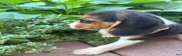 Beagle dogs for sale: Zoey - Ad 3